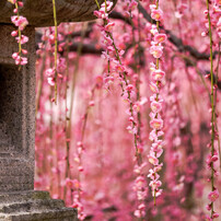 TAMRON(タムロン)のレンズ SP AF 180mm F/3.5 Di LD [IF] MACRO 1:1