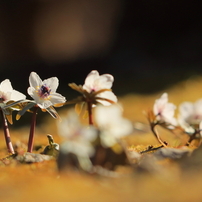 早春のお花たち！