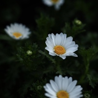 小さな白い花