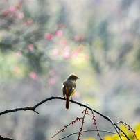 CANON(キヤノン)のレンズ EF70-300mm F4.5-5.6 DO IS USM で撮影した