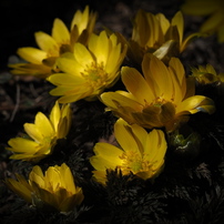 春の花