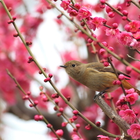 花鳥