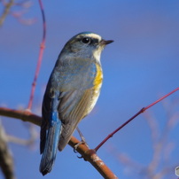 SIGMA(シグマ)のレンズ APO 120-400mm F4.5-5.6 DG OS HSM