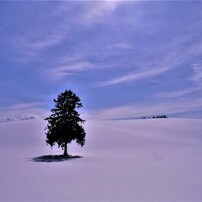 春よ来いの木