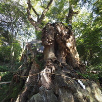 来宮神社大楠