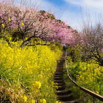 みかん山の河津桜と菜の花