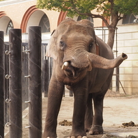 インドゾウ　ズーラシア