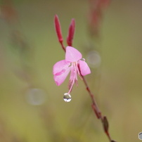 KONICA MINOLTA(コニカミノルタ)のレンズ AF ZOOM 70-210mm F4.5-5.6