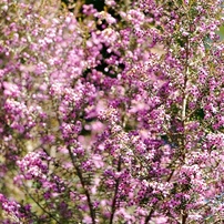 花・果実-19：庭園・公園・野山