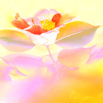 冬の花１