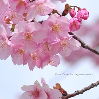 2011 河津桜