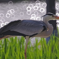 KENKO(ケンコー)のレンズ ミラーレンズ 400mm F8 N II [ペンタックス用