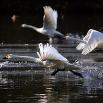 白鳥の写真 画像 写真集 写真共有サイト Photohito