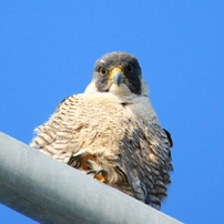 野鳥　猛禽　ハヤブサ　他～