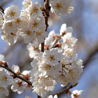 花・果実-20：庭園・公園・野山