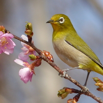 春の里山で1(河津桜とメジロ1)