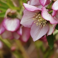 公園の春の花　４