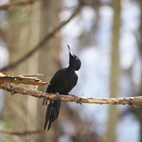 SIGMA(シグマ)のレンズ APO 150-500mm F5-6.3 DG OS HSM (ペンタックス