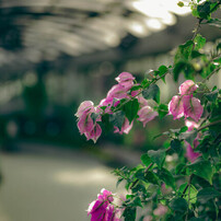 水戸市植物公園