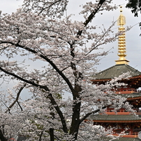 桜と塔