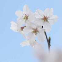 【美品】MINOLTA STF 135mm F2.8 T4.5 ミノルタ 中古)MINOLTA (ミノルタ) STF 135mm F2.8 [T4.5]（商品ID