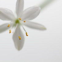 2011年大連・・・春の花達（１）