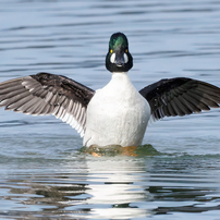 Bird photo*6