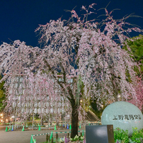 「上野公園入り口の枝垂桜満開」