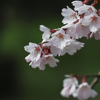 咲く花、待つ人、来る季節　３