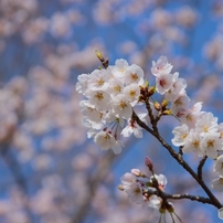 幅広いシーンで大活躍☆シグマ 18-125mm DC キヤノン用♡ シグマ 18-125mm F3.5-5.6 DC (ｷﾔﾉﾝ用) 価格比較 - 価格.com
