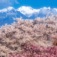 アルプスと桜