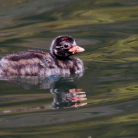 CANON(キヤノン)のレンズ EF100-300mm F5.6L で撮影した写真(画像)一覧