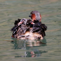 CANON(キヤノン)のレンズ EF100-300mm F5.6L で撮影した写真(画像)一覧