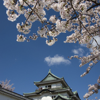 和歌山城の桜 2022