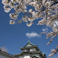 和歌山城と桜#2