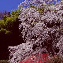 三春　またいつの日か