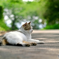 CANON(キヤノン)のデジタル一眼EOS 10D DIGITAL で撮影した写真(画像
