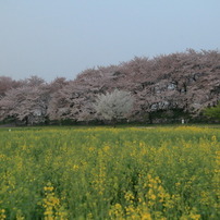 菜の桜なう