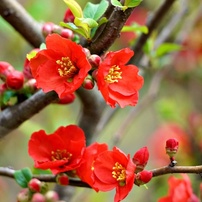 花・果実-21：庭園・公園・野山