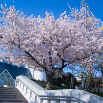 CANON(キヤノン)のデジタルカメラCanon IXY 120 で撮影した写真(画像