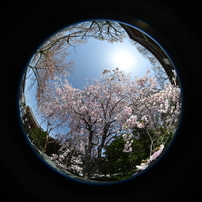 シグマ4.5mm F2.8 EX DC Circular Fisheye HSM SIGMA（シグマ） 4.5mm F2.8 EX DC CIRCULAR FISHEYE HSM 実写