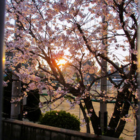 CANON(キヤノン)のデジタルカメラCanon IXY 120 で撮影した写真