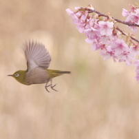 SIGMA(シグマ)のレンズ APO 170-500mm F5-6.3 DG (ﾍﾟﾝﾀｯｸｽ AF) で撮影