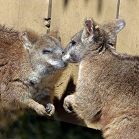 動物写真-37