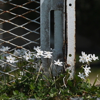 写真エッセイ：地の花15：足下の星