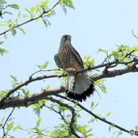 チョウゲンボウ　繫殖season⑤