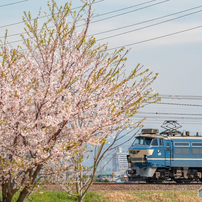 春の花を添えて（2020～）①