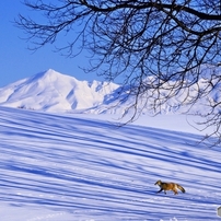 今日を生きる～林影の雪原を駈ける