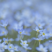 SIGMA(シグマ)のレンズ 135mm F1.8 DG HSM [ライカL用] で撮影した写真