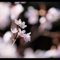 桜2011